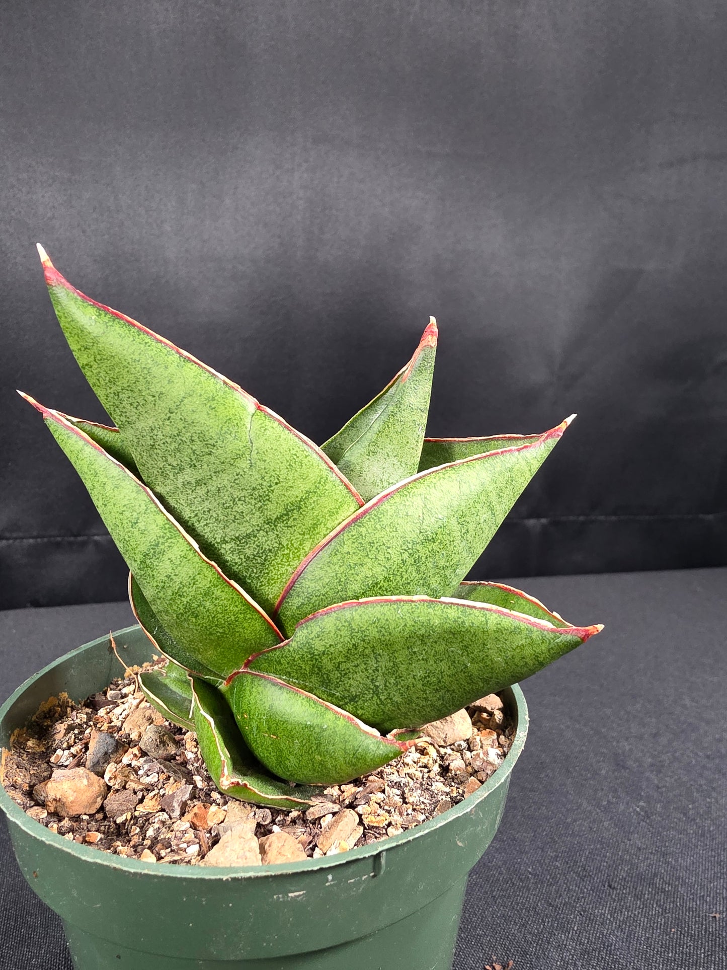 Sansevieria brother