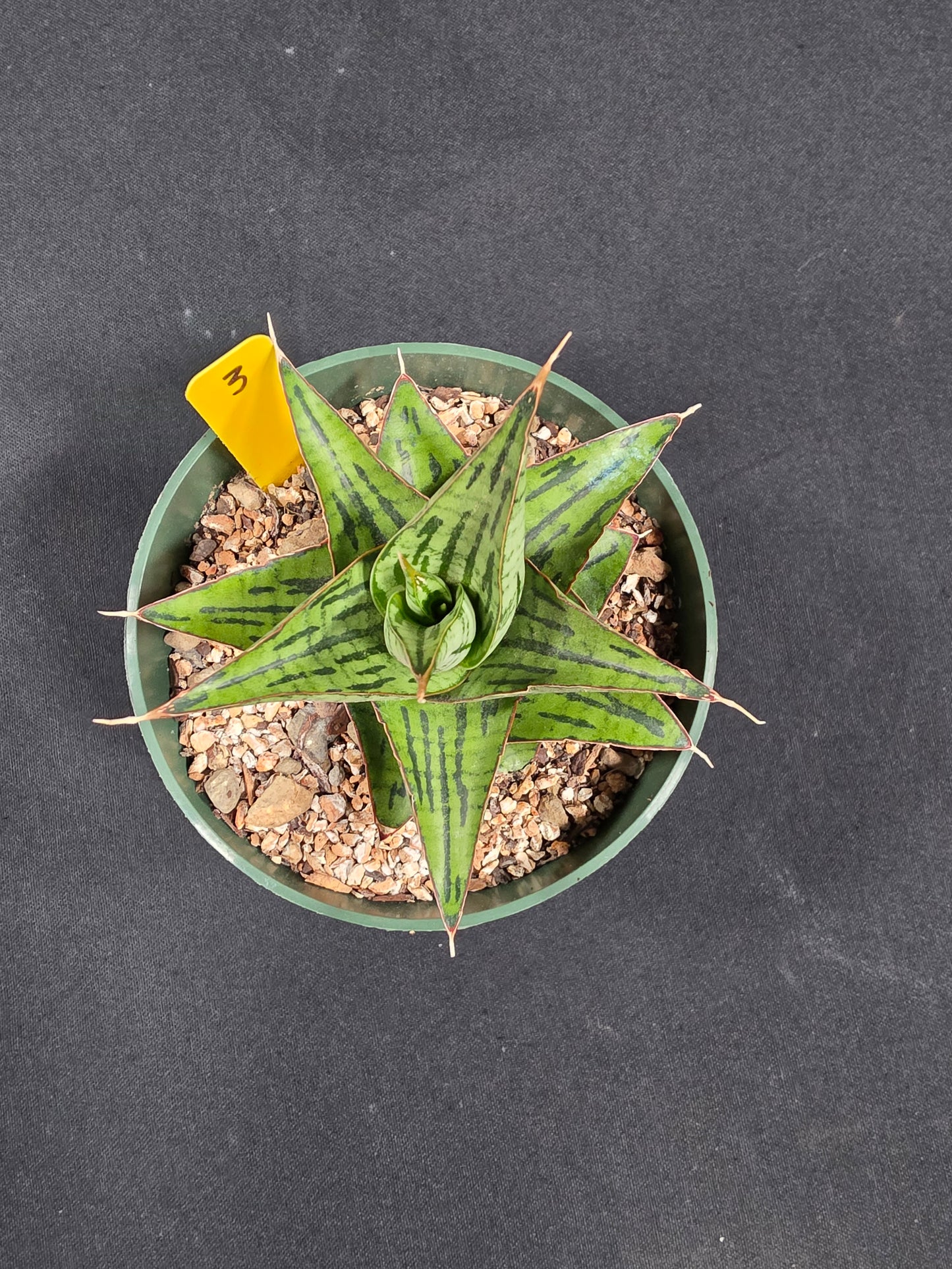 Sansevieria kaiser