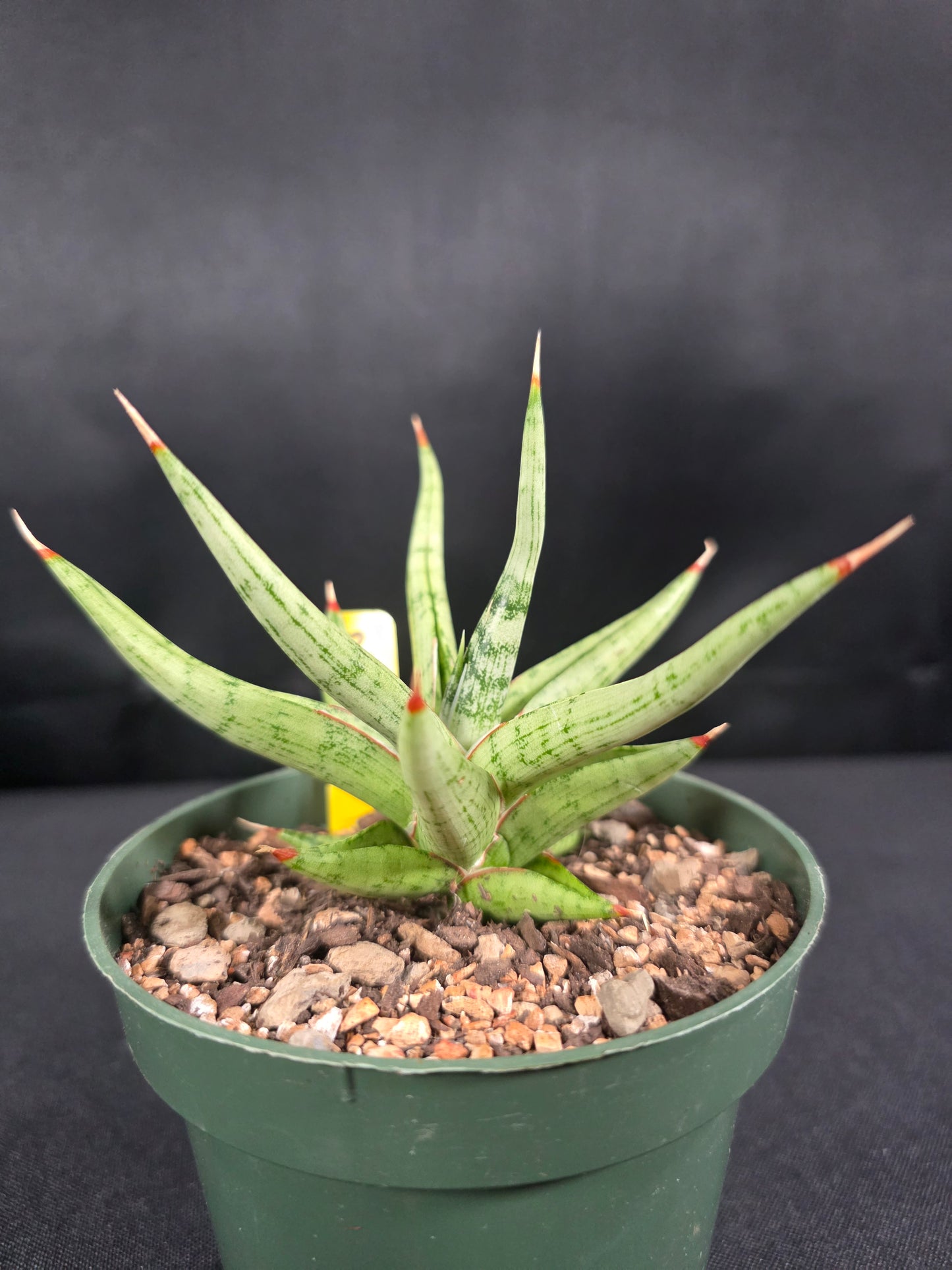 Sansevieria rudal