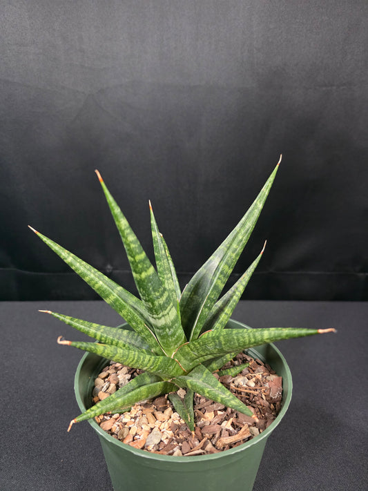 Sansevieria black diamond