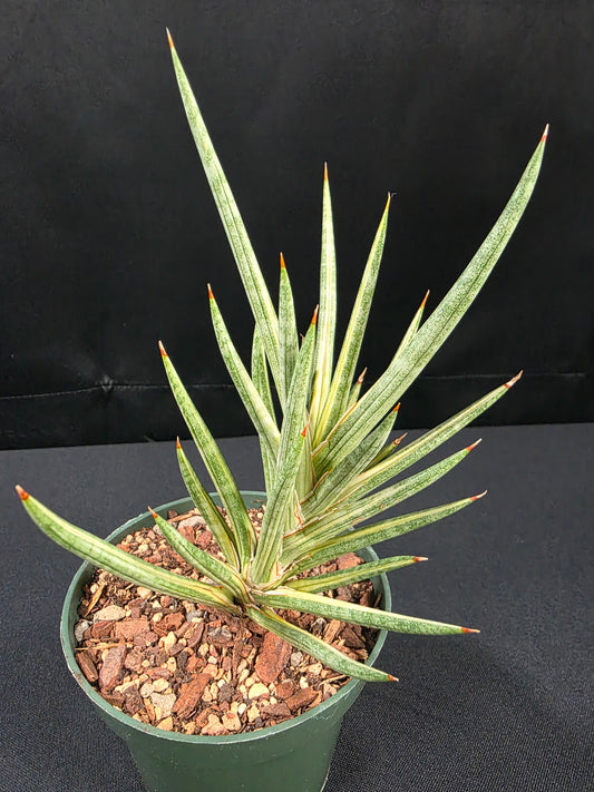 Sansevieria francissii variegated 01