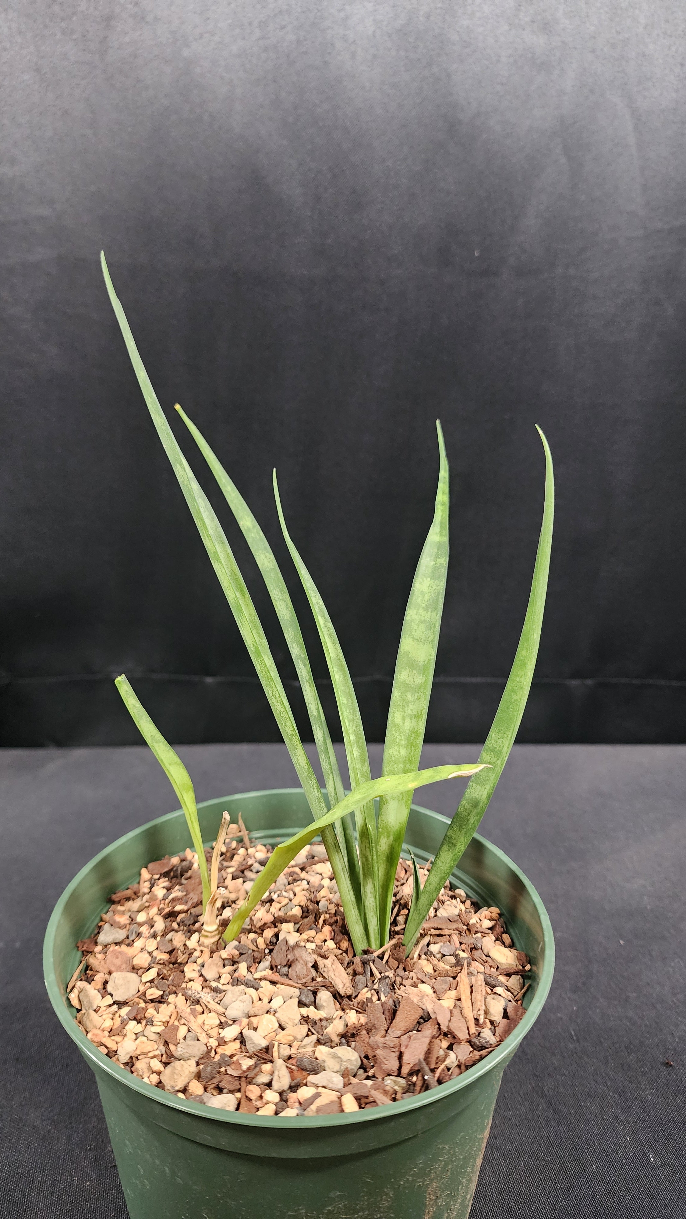 Rare & Variegated Sansevieria | Indoor & Patio Plants – Poseidon