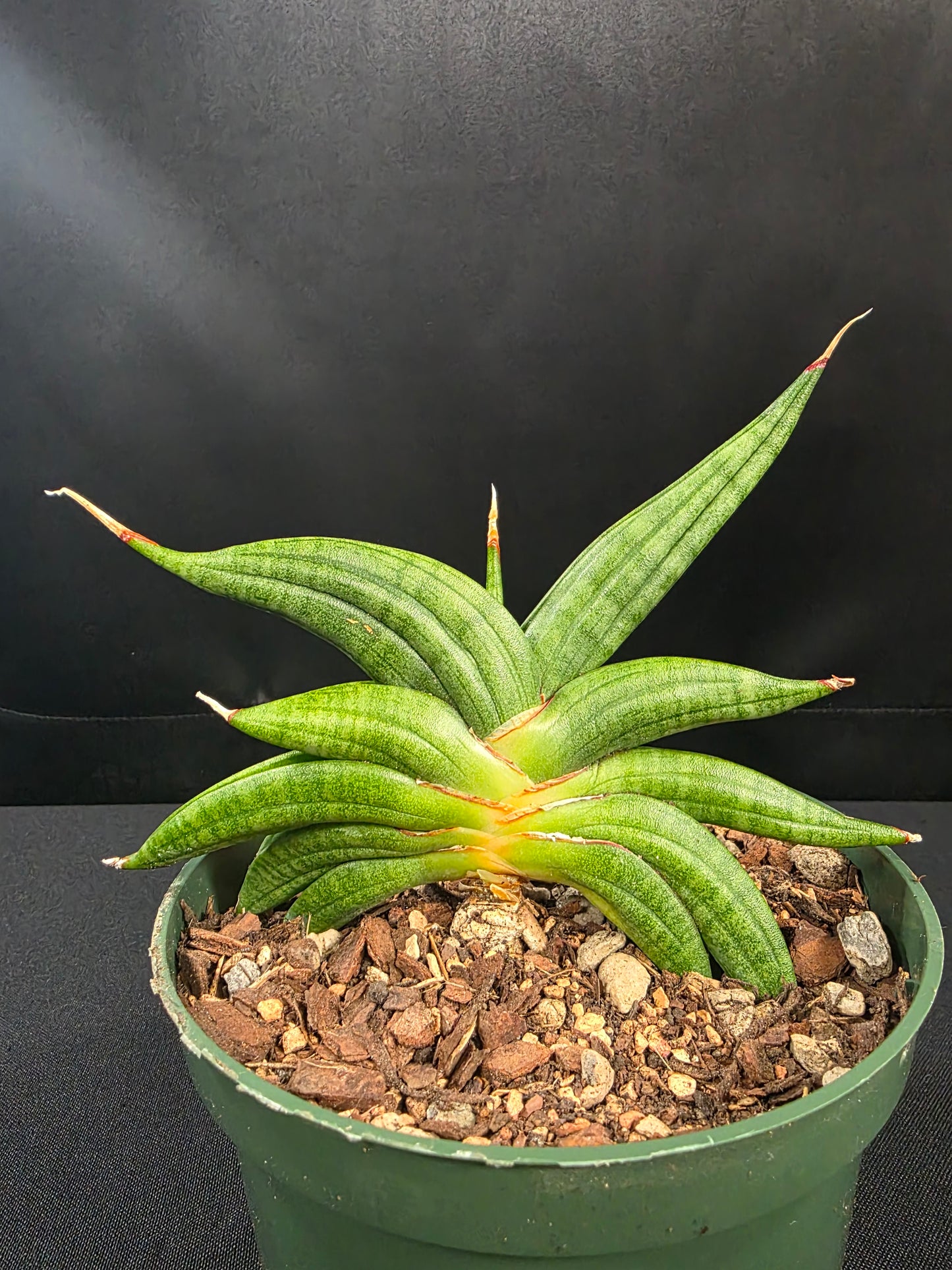 Sansevieria patens