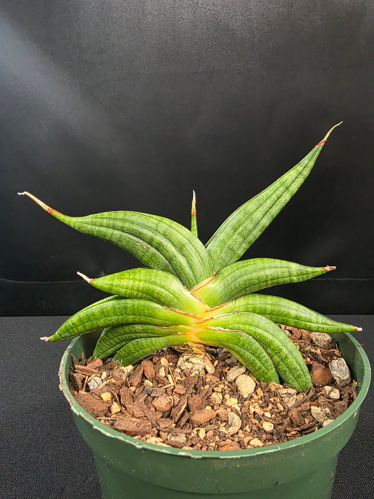 Sansevieria patens
