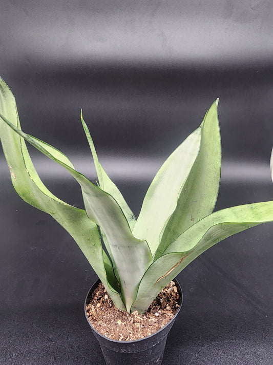 Sansevieria moonshine