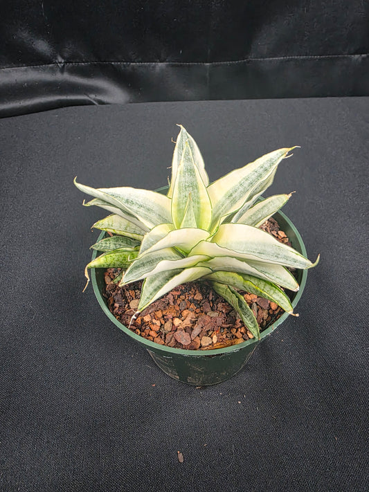 Sansevieria Gabriella variegated