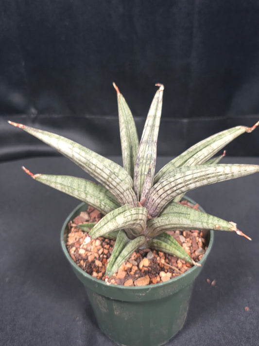 Sansevieria Lavender