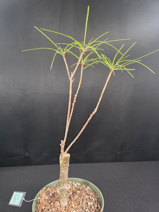 Filifolia