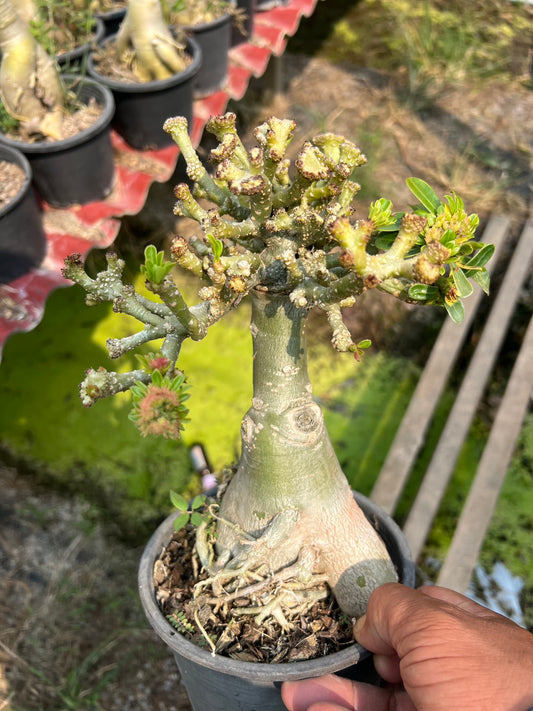 Adenium crested