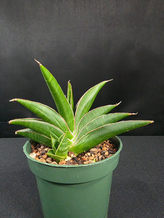 Sansevieria helios 01