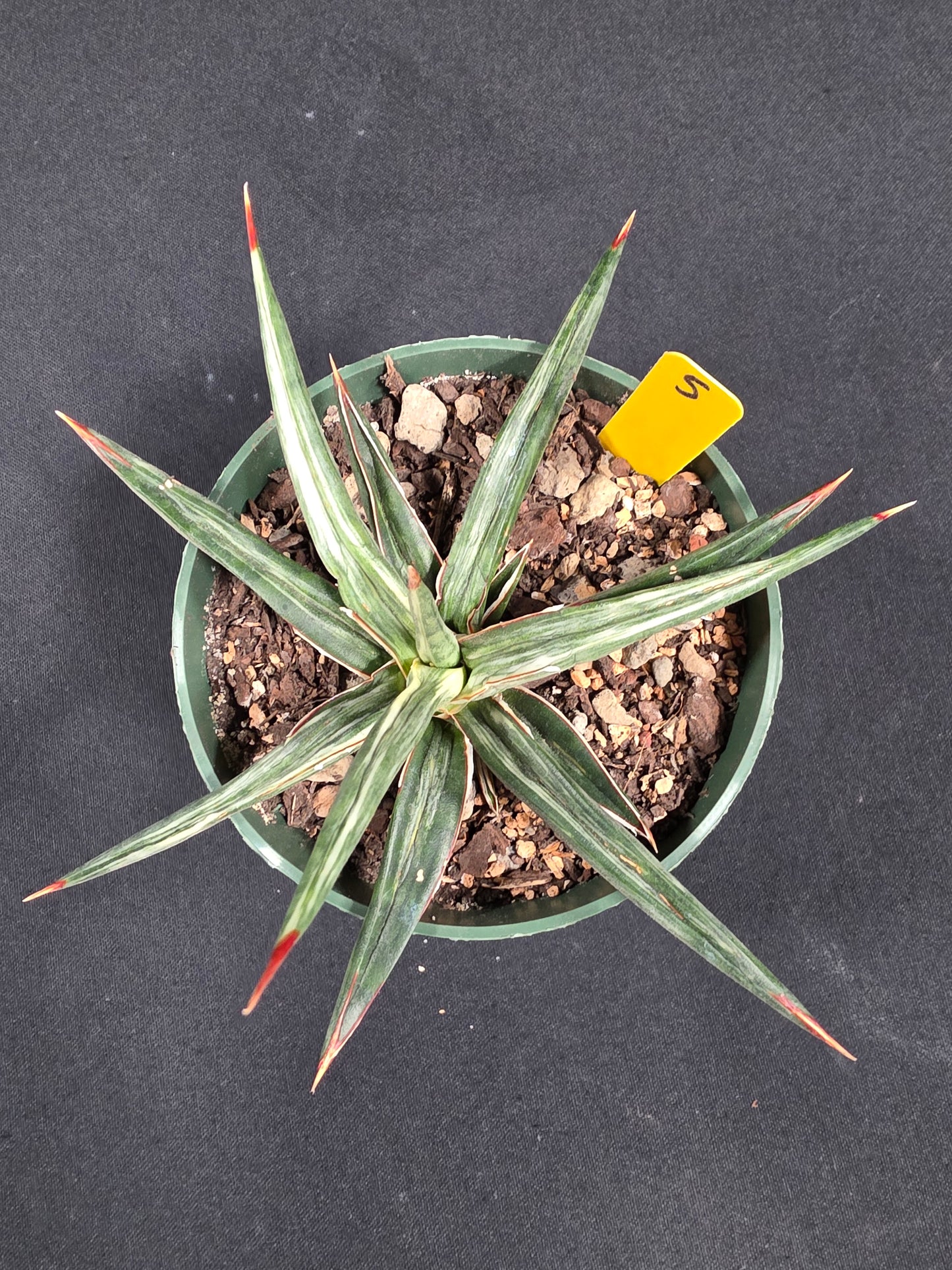 Sansevieria all night star