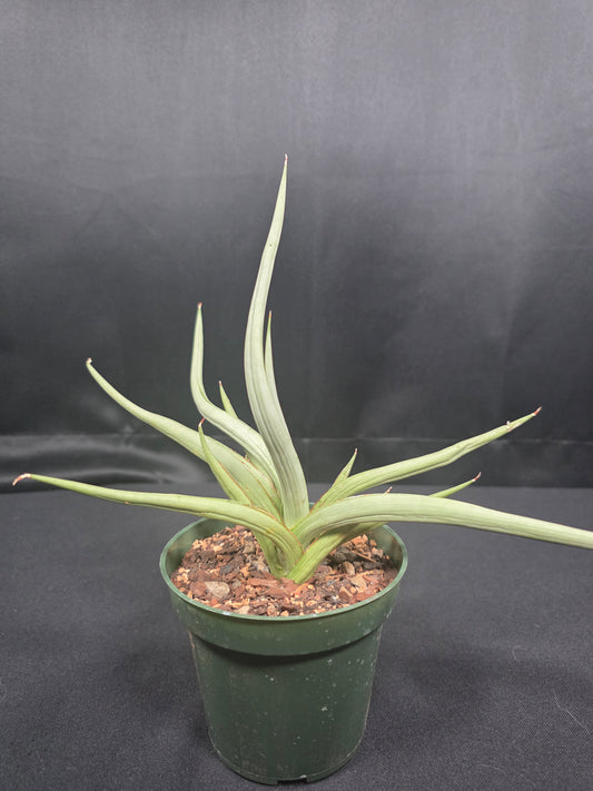 Sansevieria Dancing Dragon