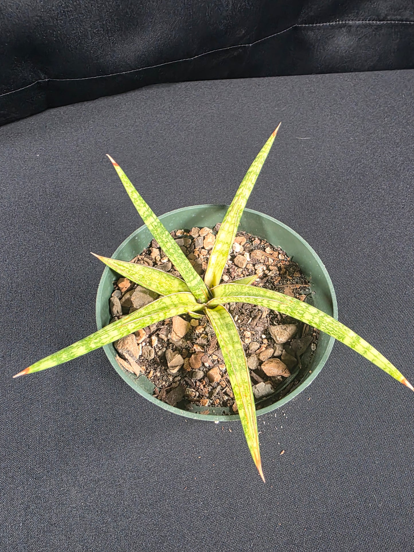 Sansevieria ballyi