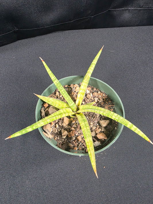 Sansevieria ballyi