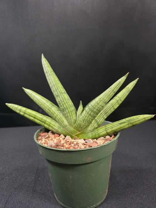 Sansevieria rookie