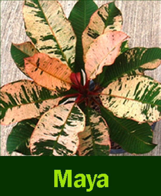 Plumeria variegated Maya