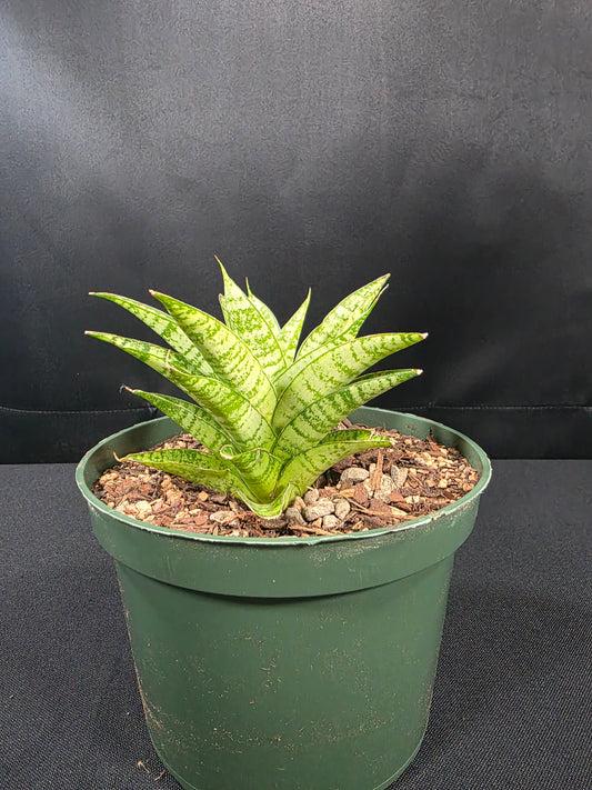 Sansevieria jade tiger