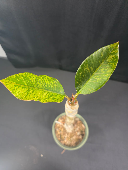 Anyamanee