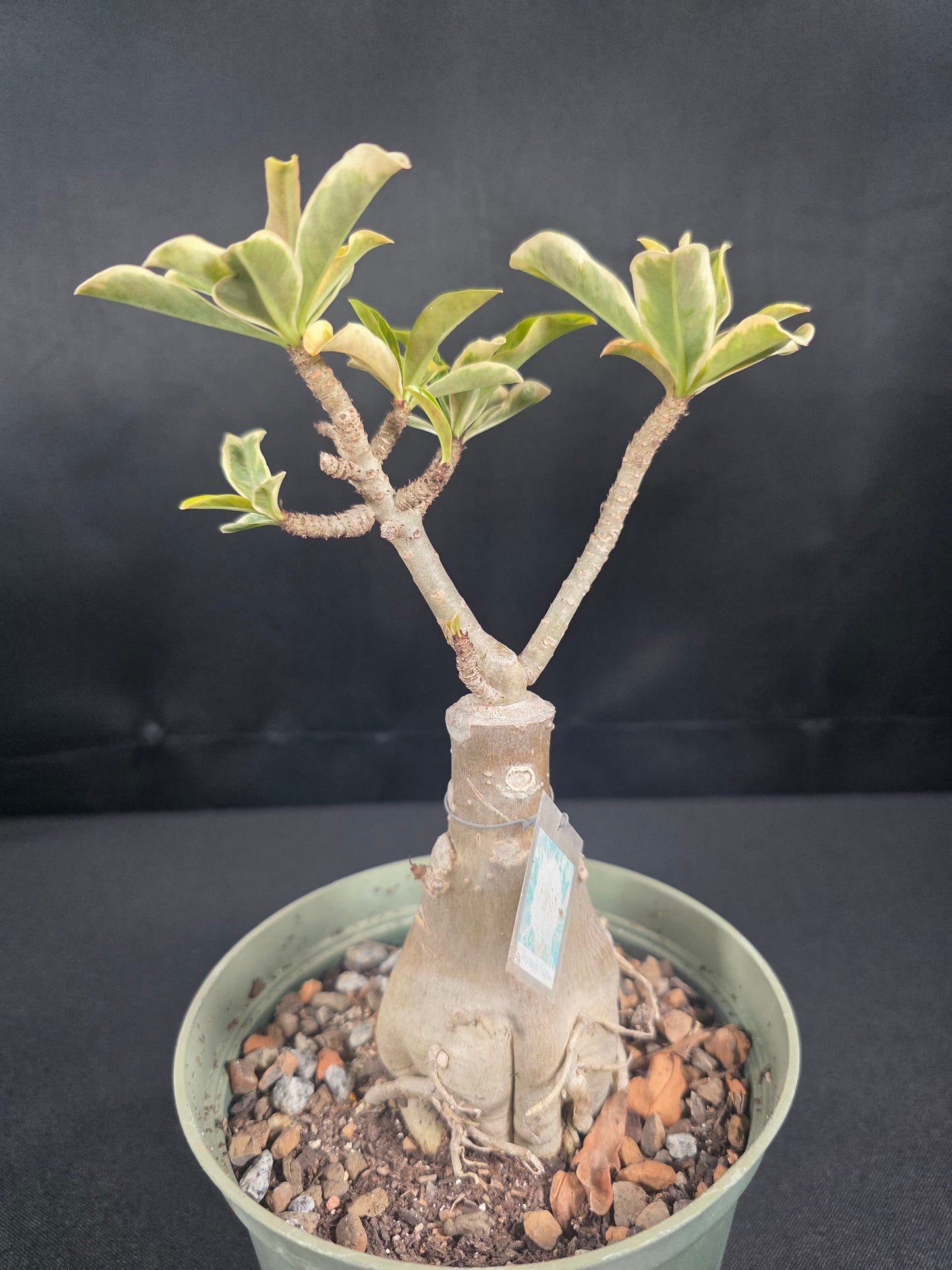 Variegated (Yellow)