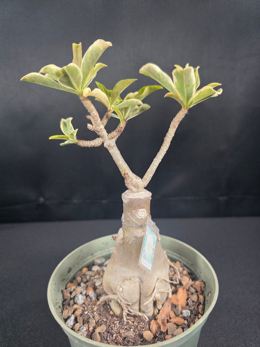 Variegated (Yellow)