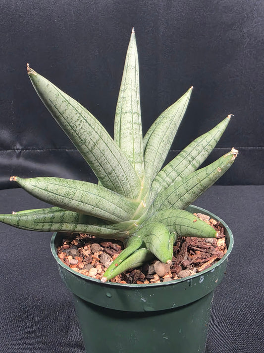 Sansevieria Moose Antler