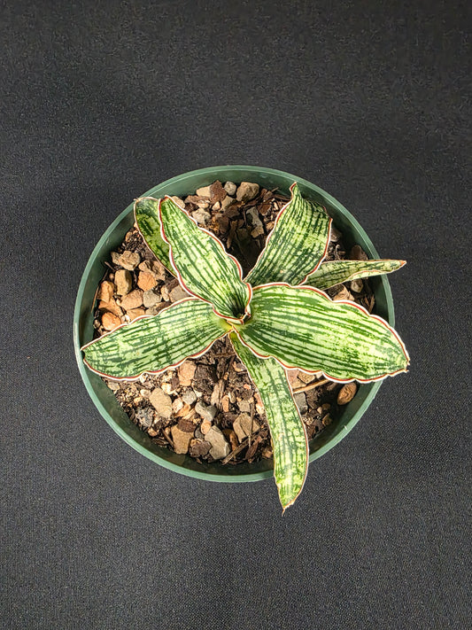 Sansevieria cleopatra 01