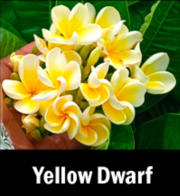 Plumeria dwarf yellow