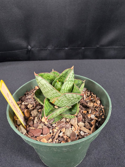 Sansevieria yakmorakot