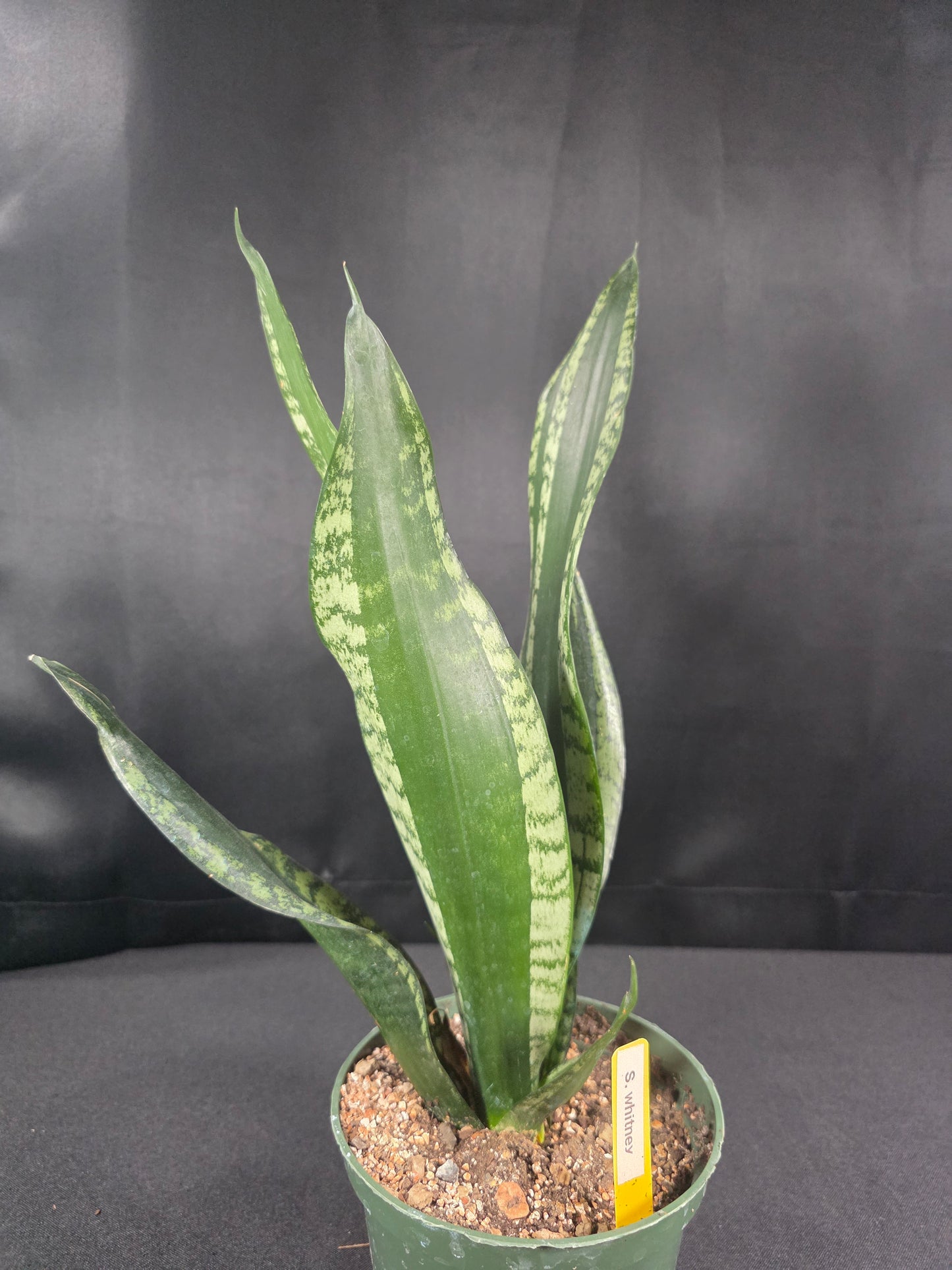 Sansevieria whitney