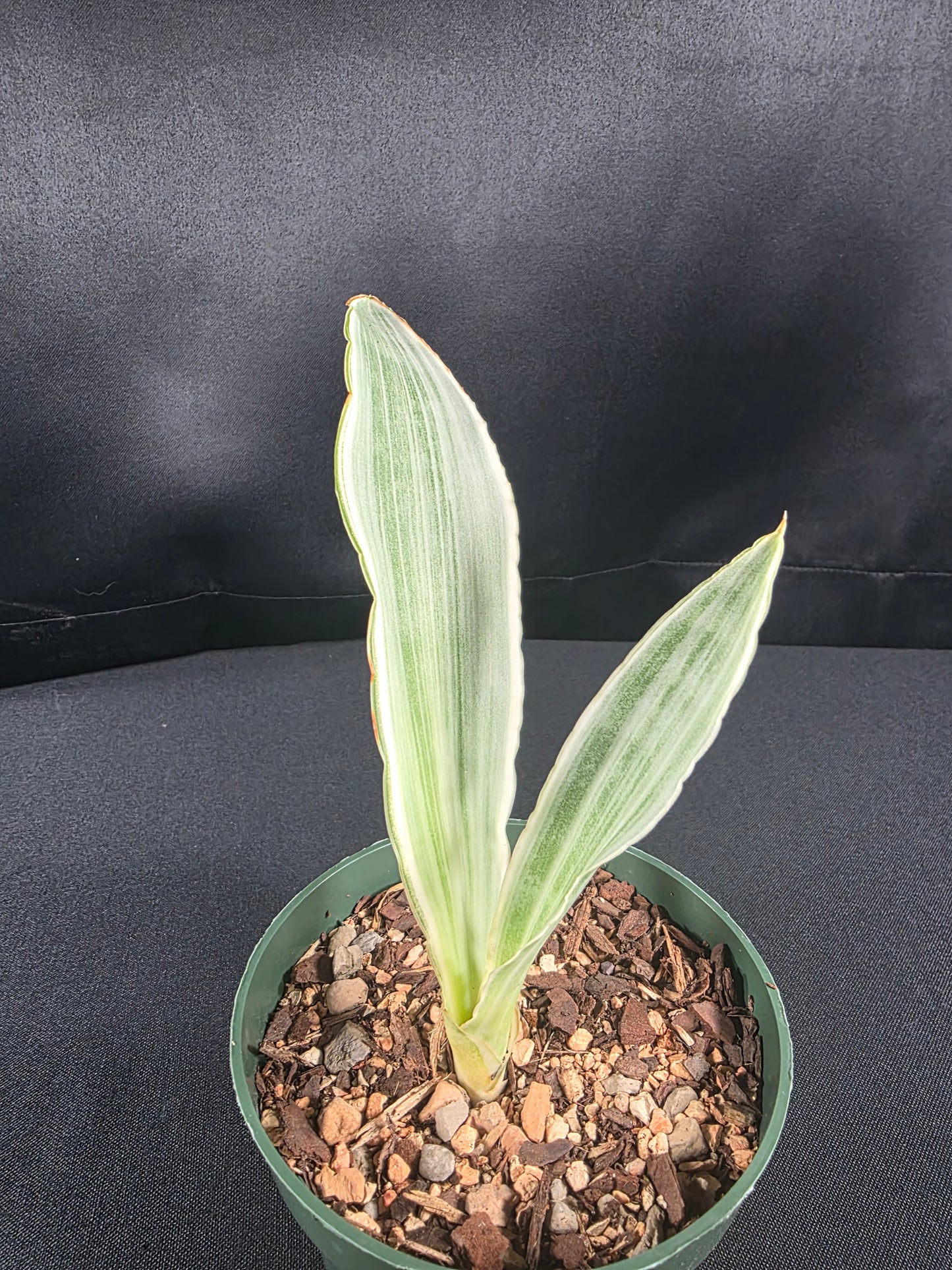 Sansevieria metallica