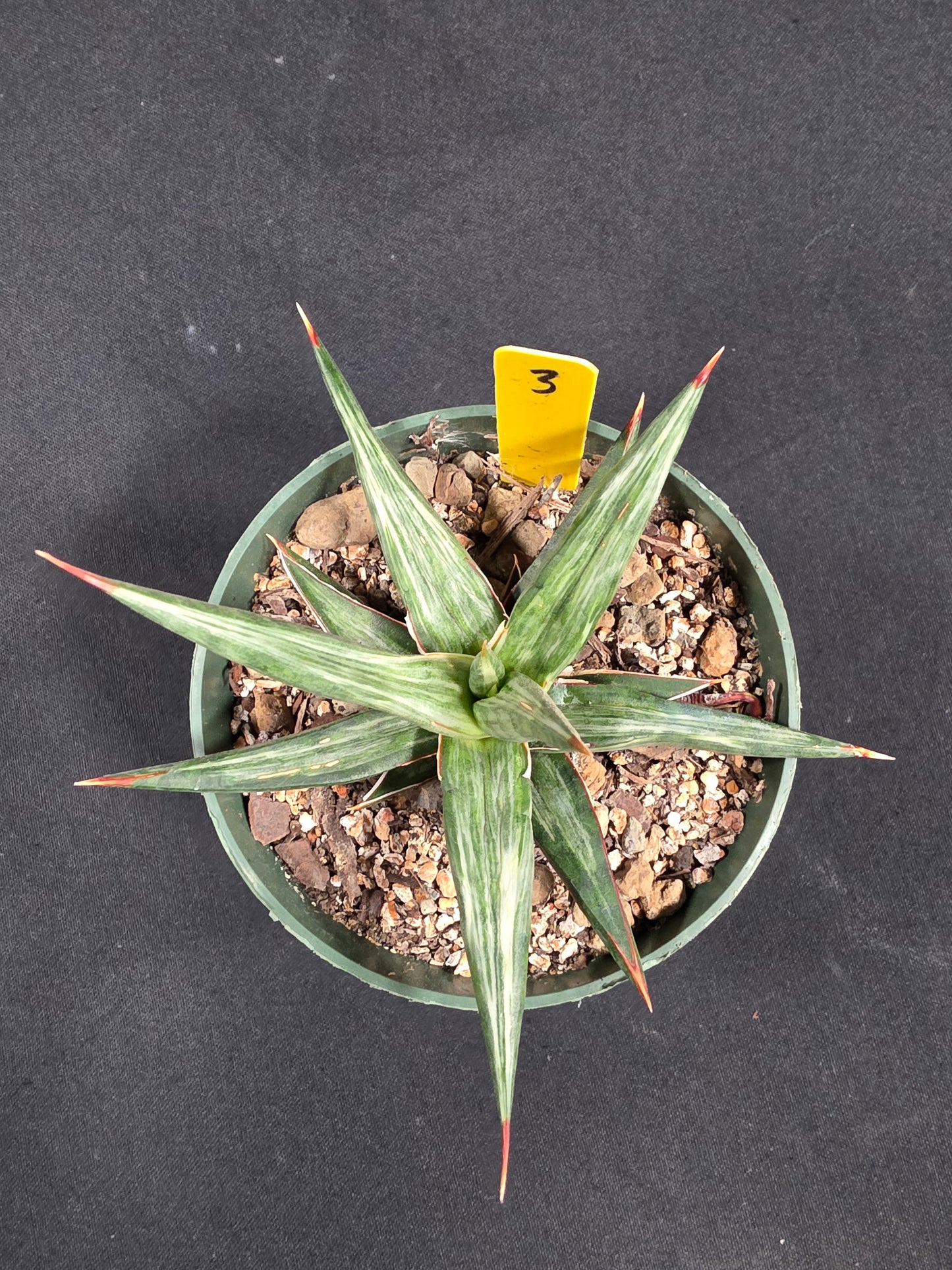 Sansevieria all night star