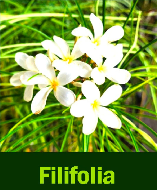 Plumeria filifolia