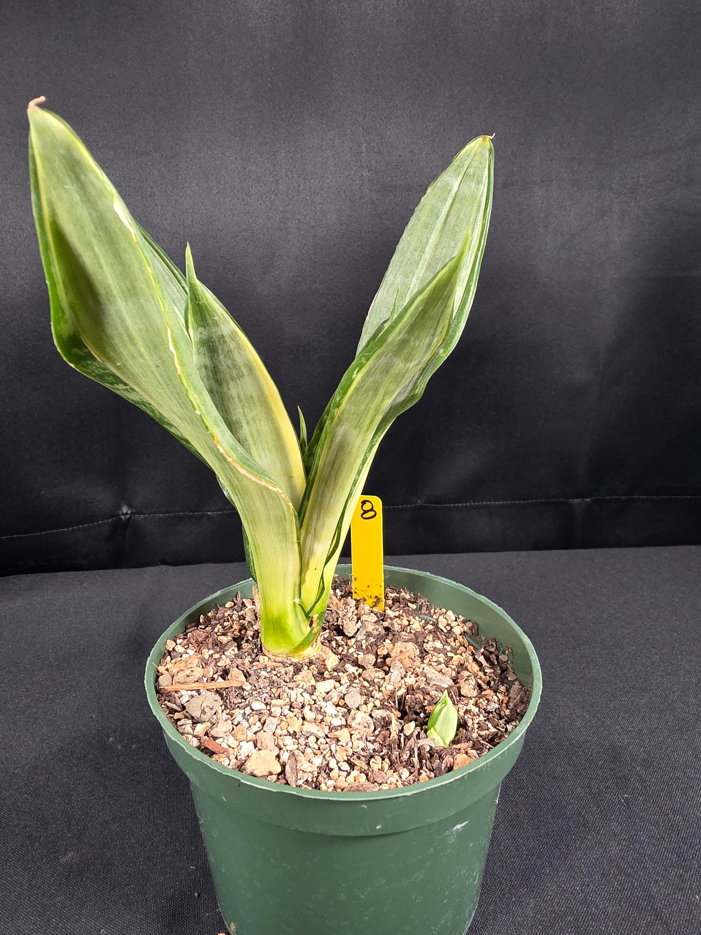 Sansevieria morgenstern