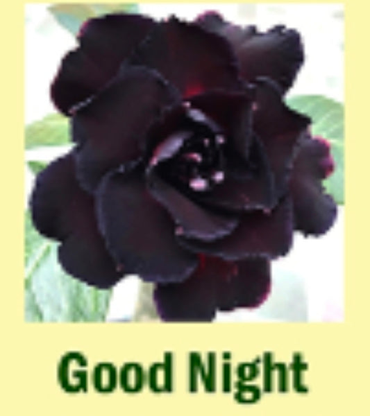 Adenium Good Night