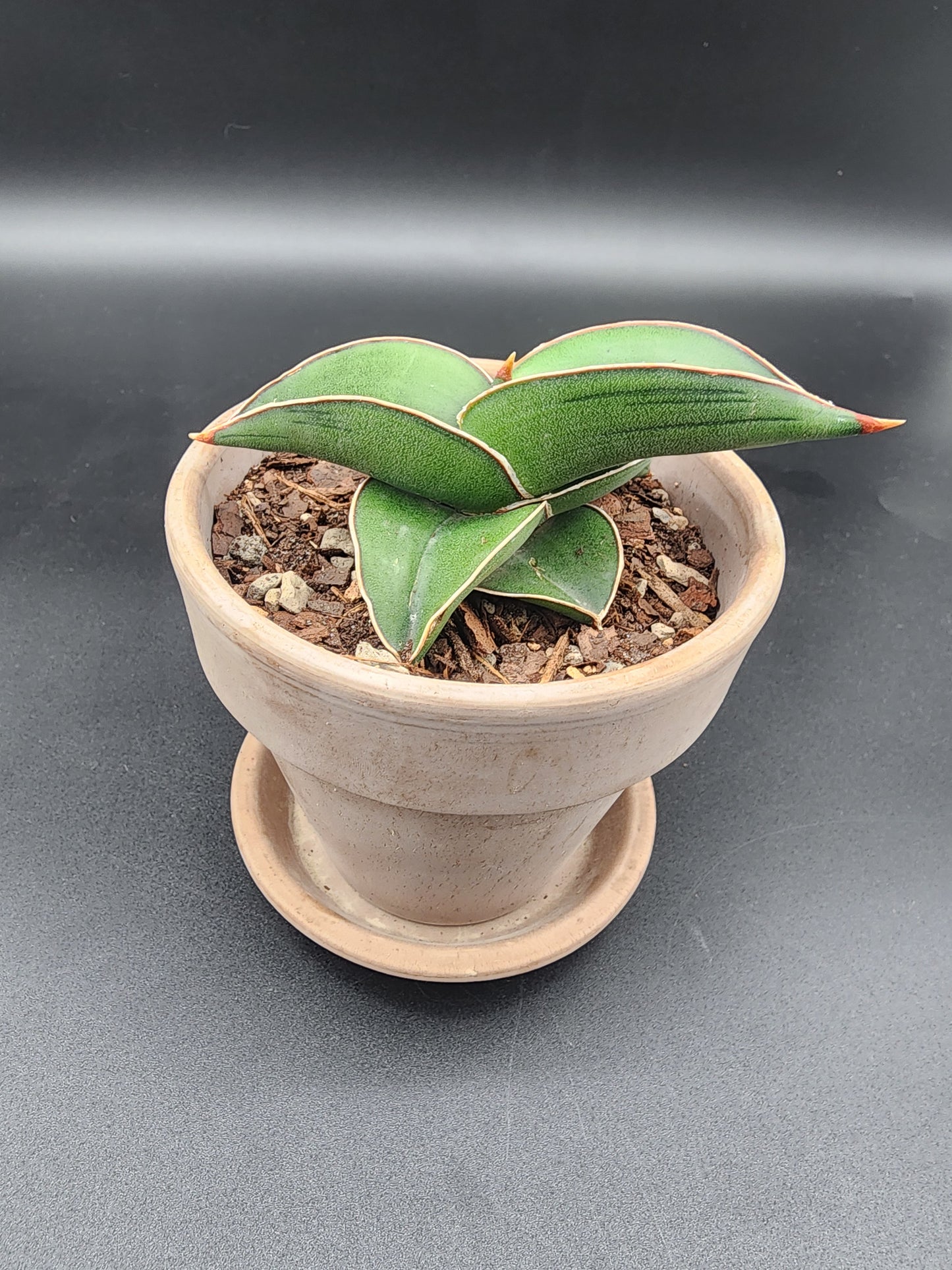 Sansevieria Samurai