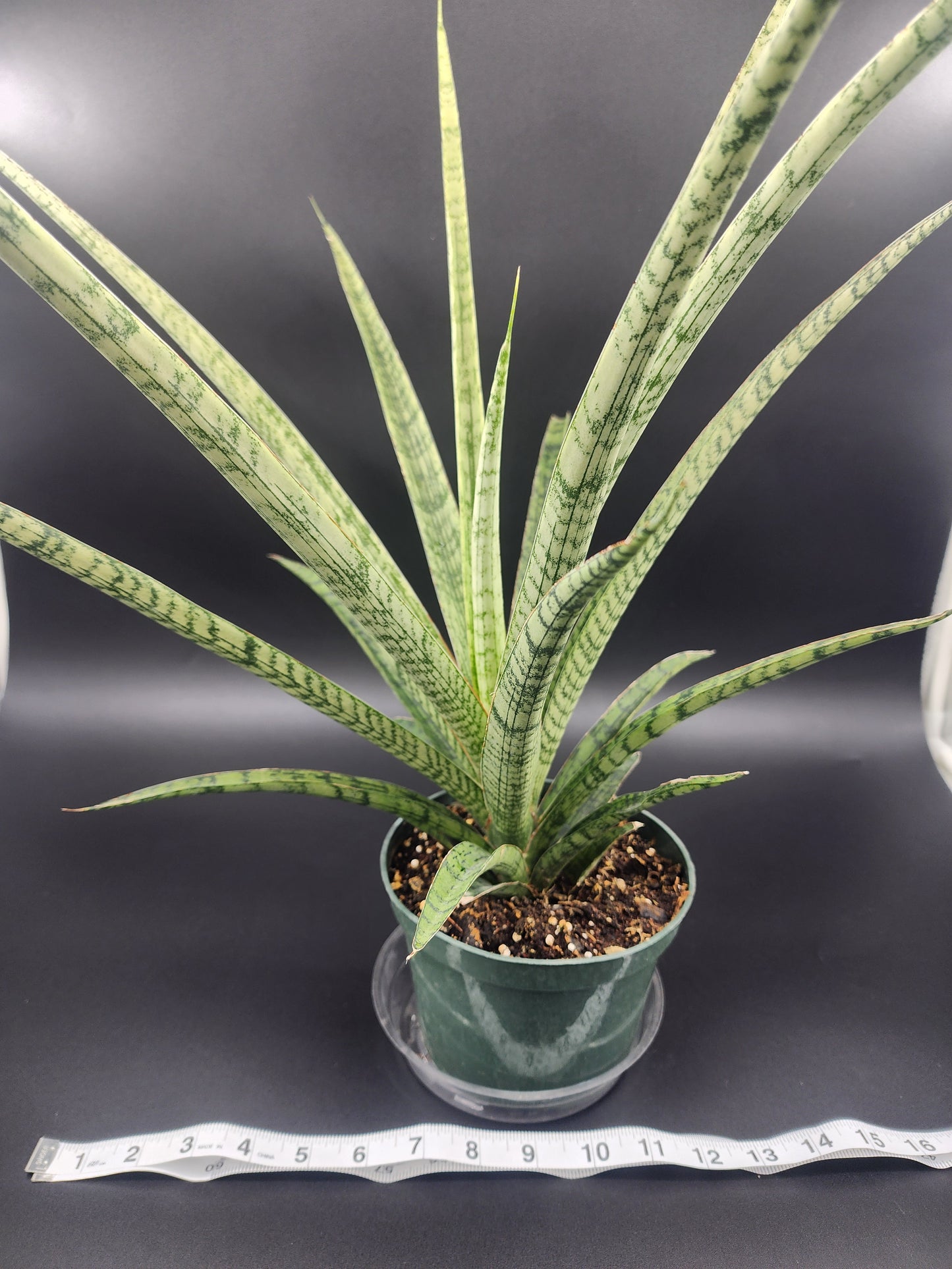 Sansevieria "Silver Steel"