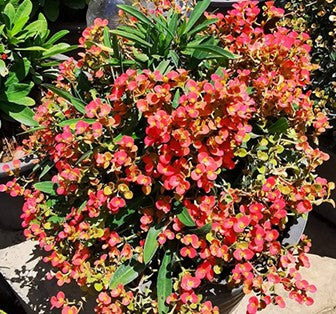 Euphorbia Millii Soi Raya