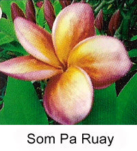 Plumeria "Som Pa Ruay"