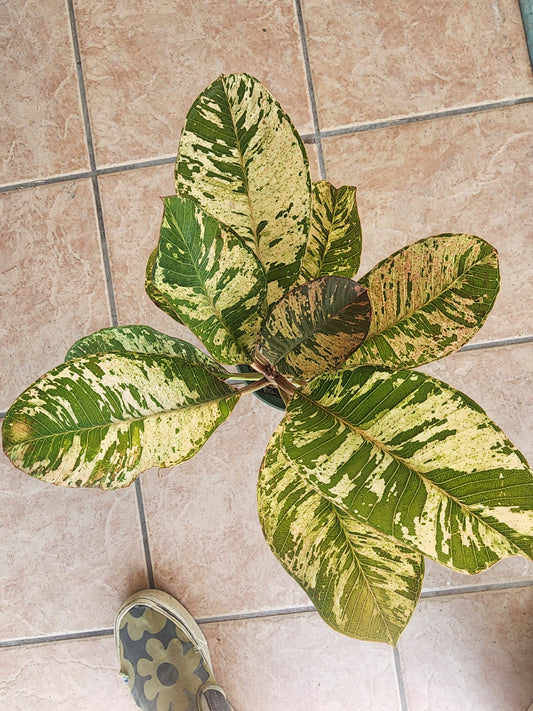 Plumeria Rubra Pink Variegated