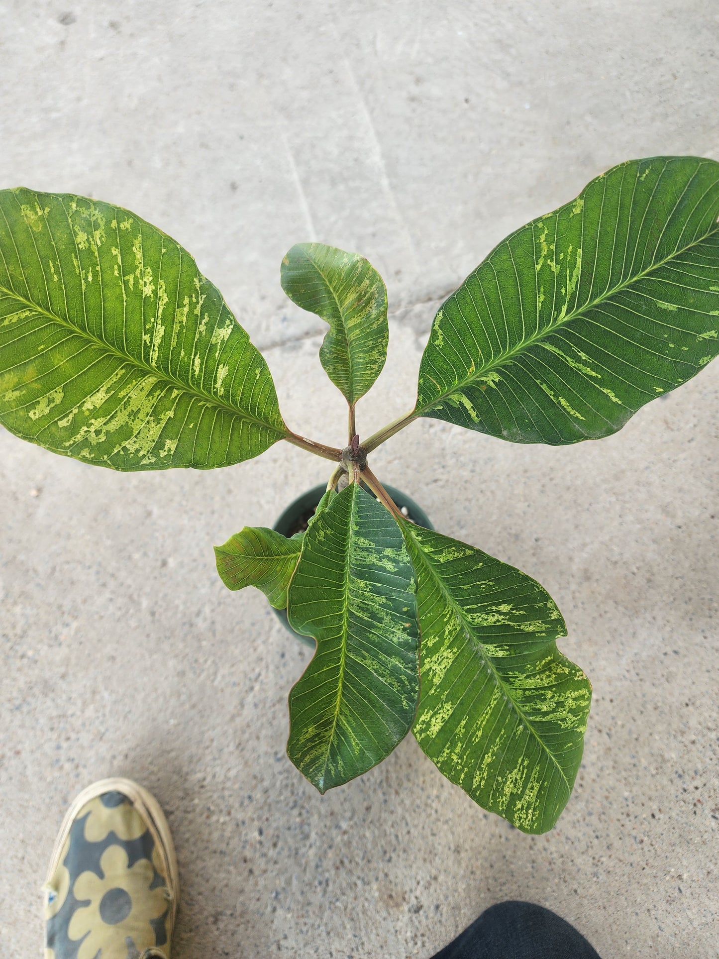 Plumeria Rubra Variegated