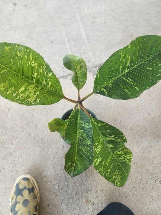 Plumeria Rubra Variegated