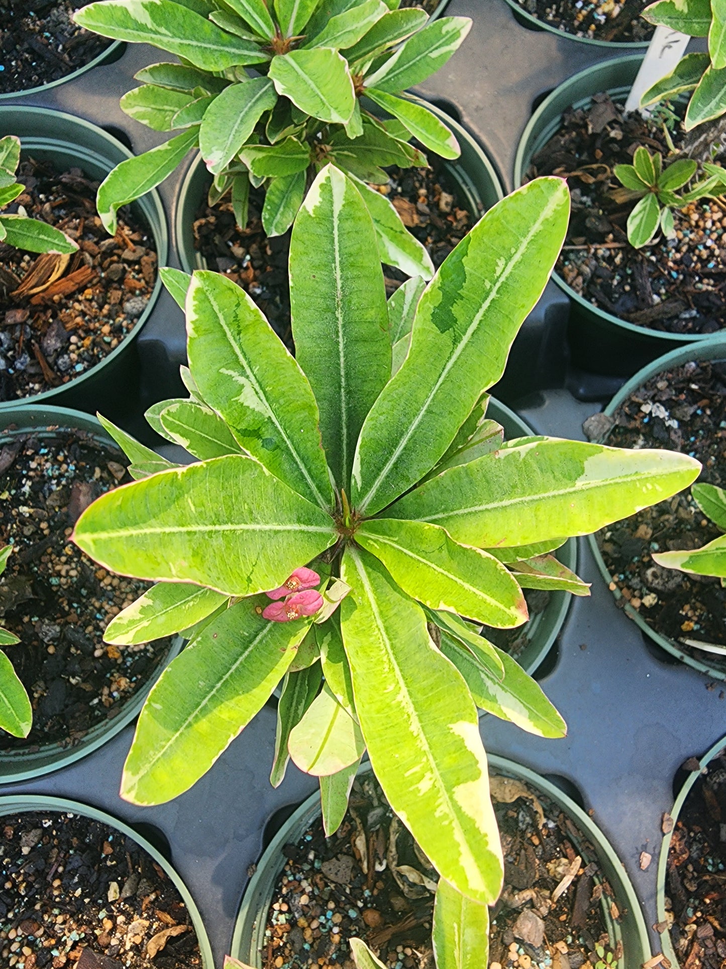 Euphorbia Milii Variegated Pink