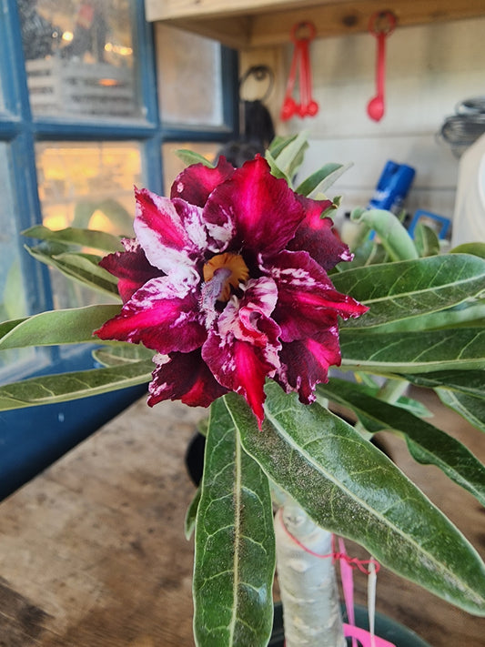 Adenium Obesum "Variegated Purple"