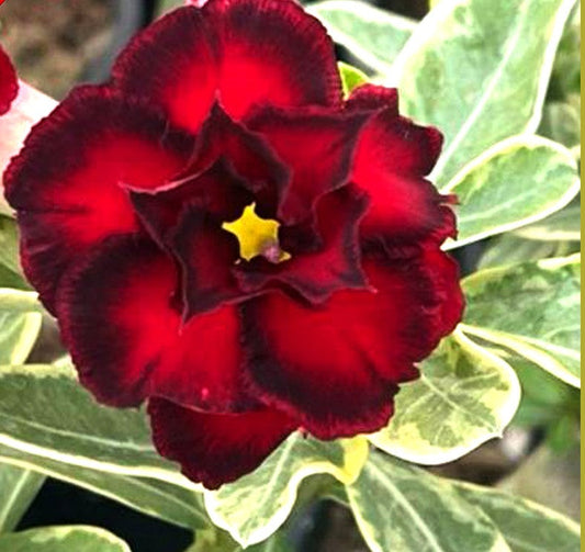 Adenium Wonderful Red (Variegated)